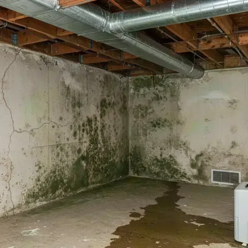 Professional Mold Removal in Tipton, MO